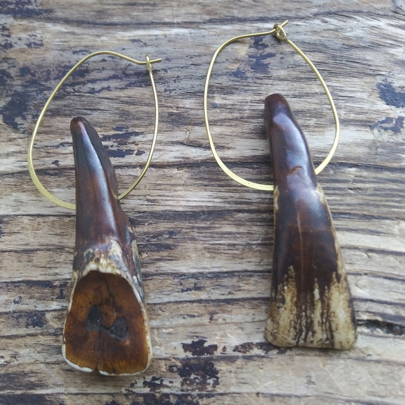 Authentic American Buffalo Teeth on Brass Hoops - Picture 3 of 7
